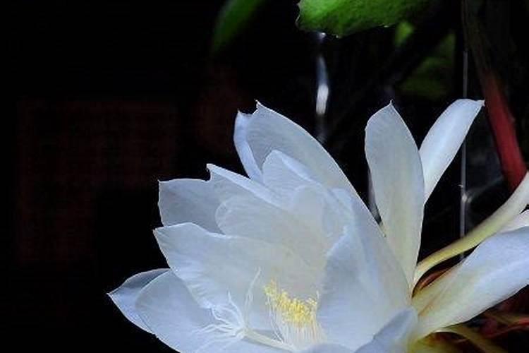 假昙花怎么施肥