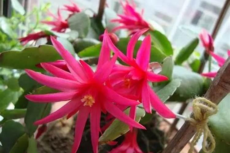 假昙花怎么施肥