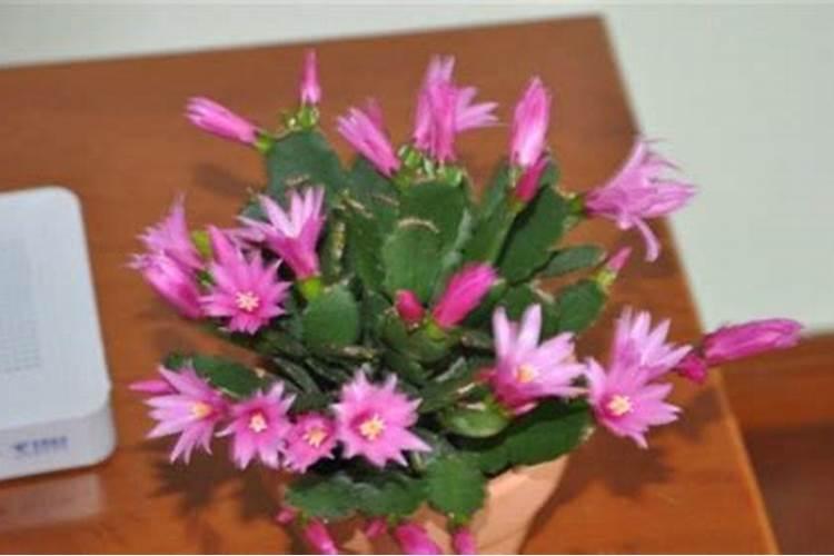 假昙花施什么肥最好