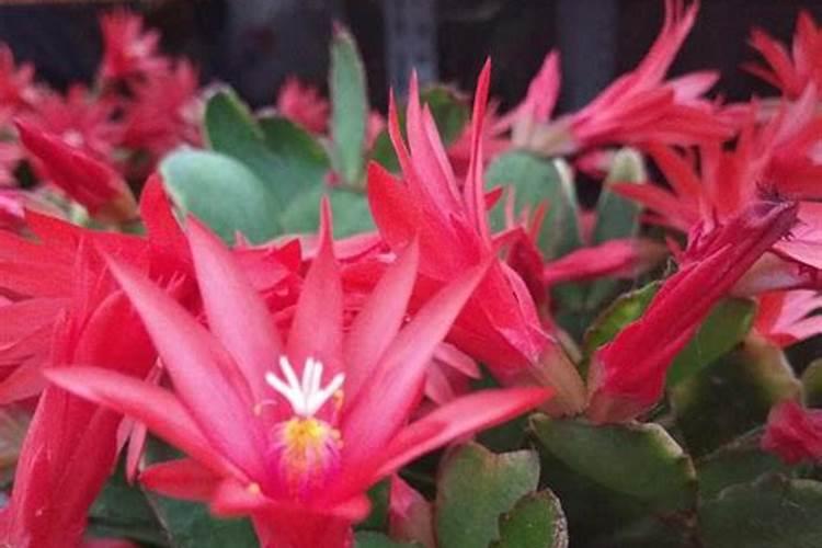 假昙花怎么施肥