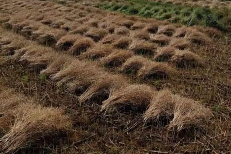 百合怎么施肥 百合如何施肥