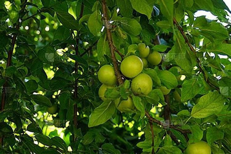 食用梅子树为什么不开花