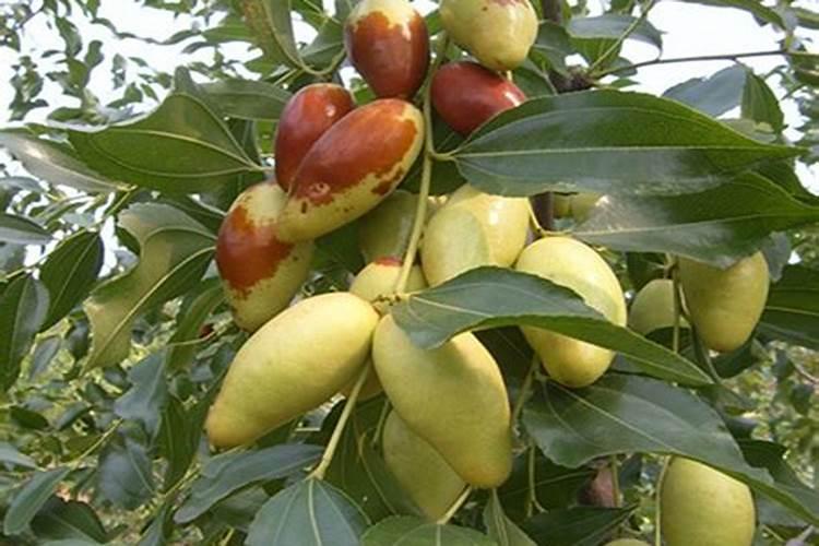 果树缺钙用什么肥料最适合(果树需补什么钙肥最好)