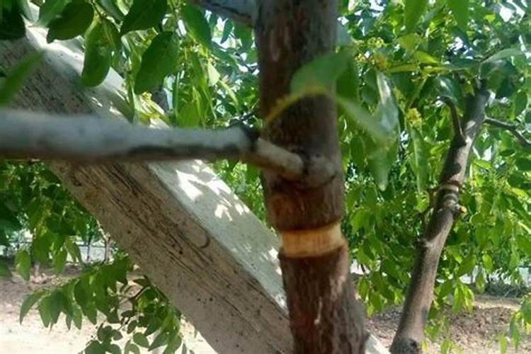 冬枣有几次膨大期 冬枣激素膨大有什么药