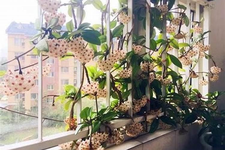 球兰有花蕾,但不几天就蔫了,老是不开花是什么原因？请花仙帮帮忙？谢谢了...