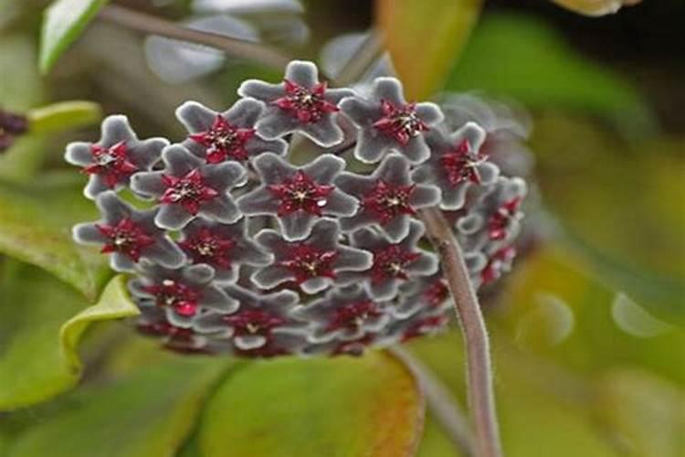 球兰一年开几次花