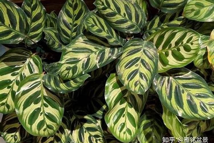 黑叶竹芋好养吗(盆栽黑叶芋的养殖方法)