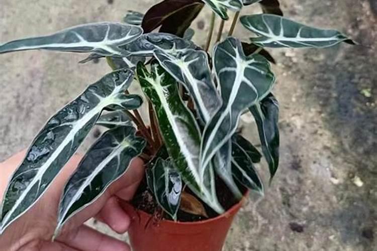 哪个品种的竹芋最好看(盘点六种好养的竹芋品种)