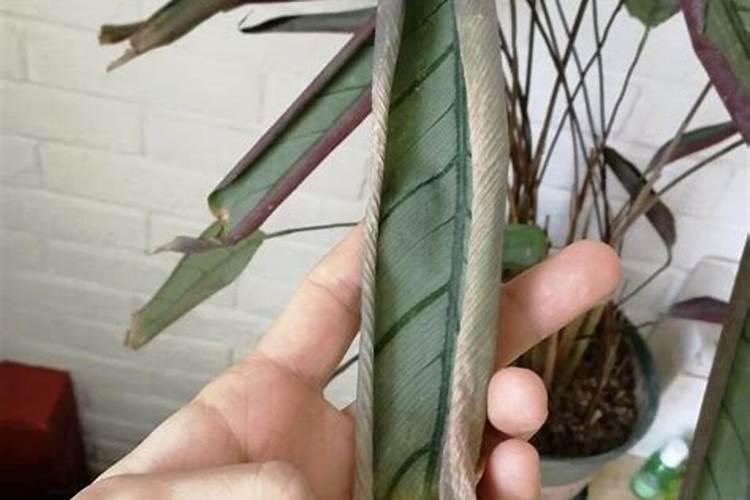 哪种竹芋好看好养