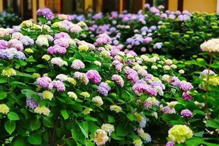 兰花什么时候施肥最好,兰花施肥用什么肥最好(氮磷钾肥)