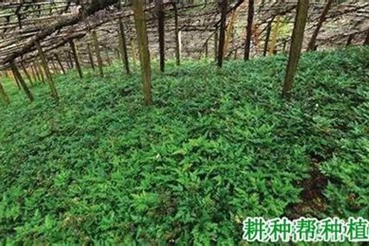 黄连专用肥料配方