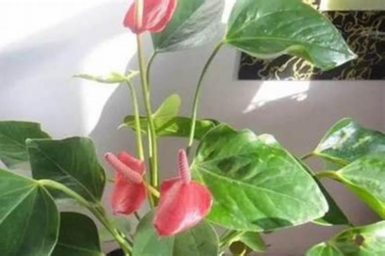 红掌适合什么肥料