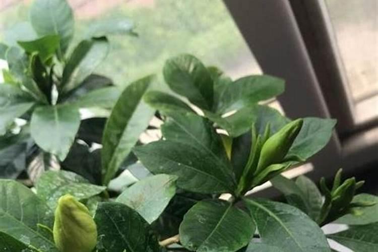 栀子花用什么肥