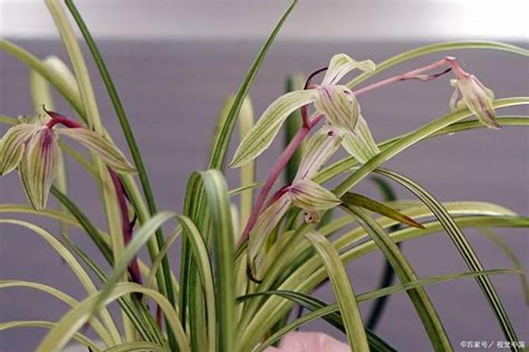 怎么让兰花叶子变绿,叶片失绿怎么治