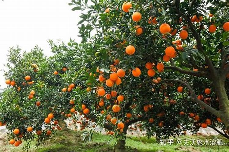 冲什么肥料防止冻伤草莓？草莓受冻后补救良方