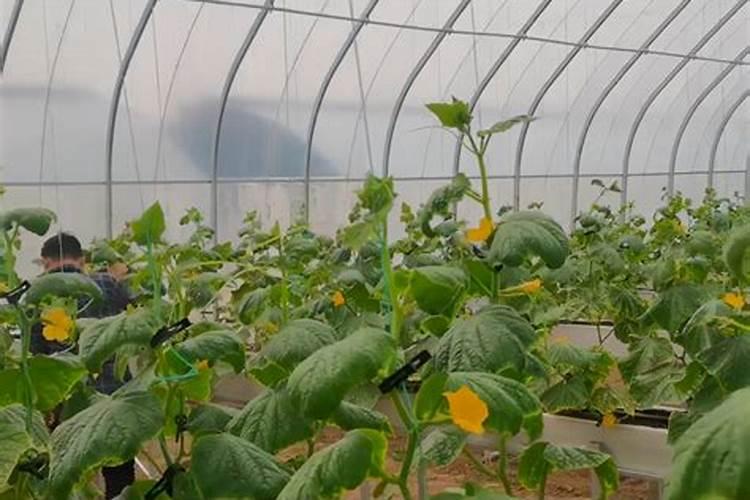 芹菜什么时候用钙肥 怎么使用效果好