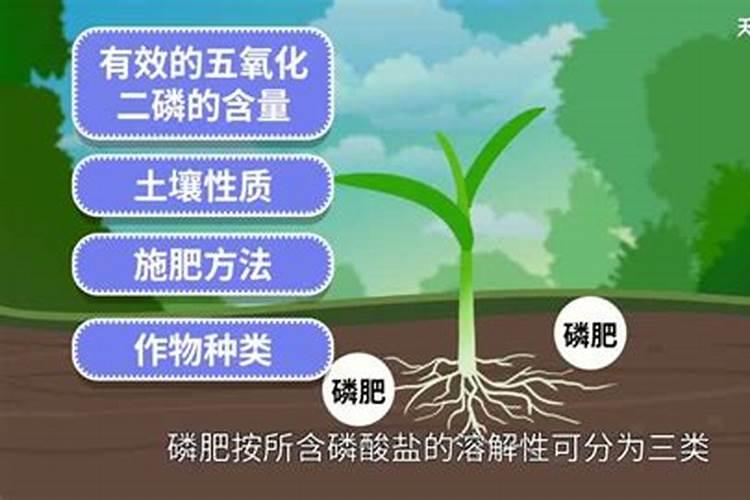 磷肥有哪些种类以及作用