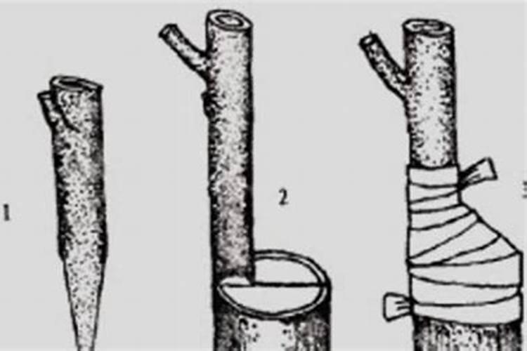 柿子树结柿子后用什么肥料膨果？