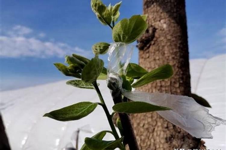 柿子树用什么肥料最好