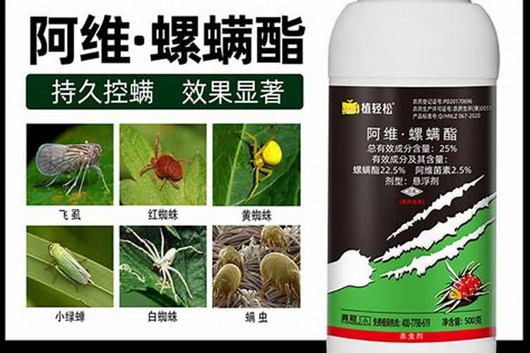 看看怎么卷了？叶子就和油浸了一