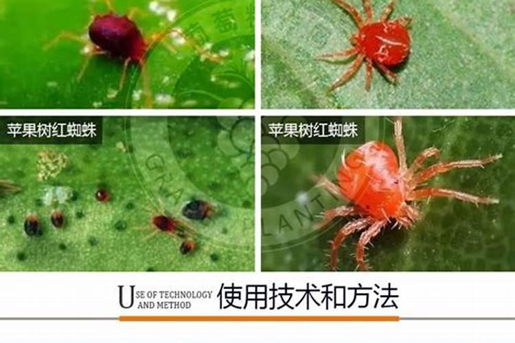 请问红蜘蛛吸白的叶子怎么挽救