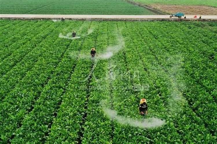 营养液喷叶和浇土哪个好