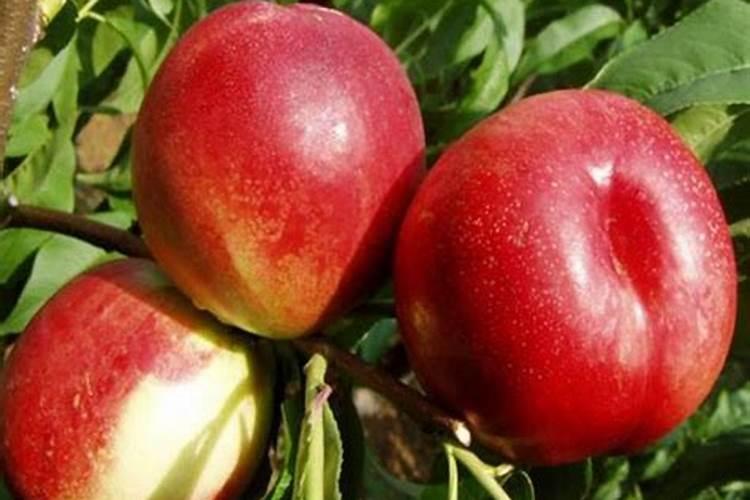 桃树花芽分化期追施什么肥？