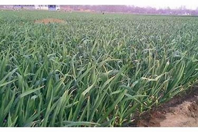 大蒜抽苔前施什么肥好