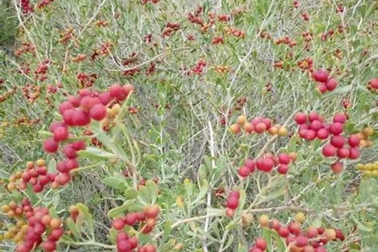 什么肥料可以治盐碱地