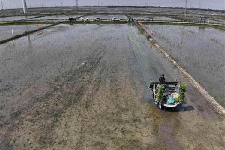 氯化钾可以改良碱性土壤吗