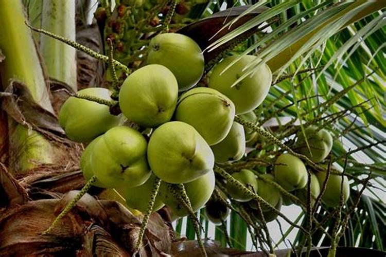 椰子树用什么肥料最好