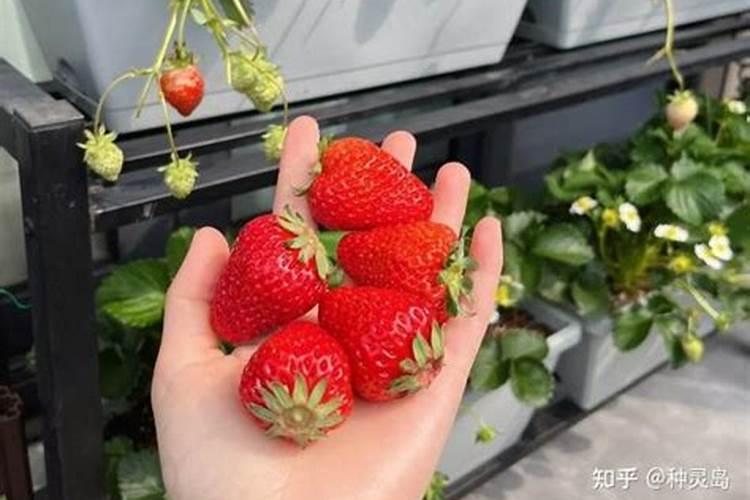 为何自家种植的草莓甜度欠佳？