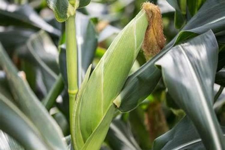 玉米如何使用叶面肥
