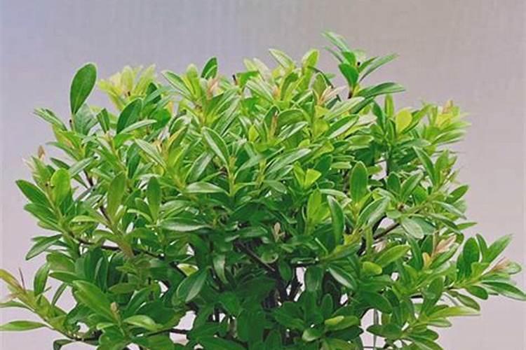 小叶赤楠买了半年,叶子掉光了,但又冒出几个新叶。树枝枝干上有白色棉...