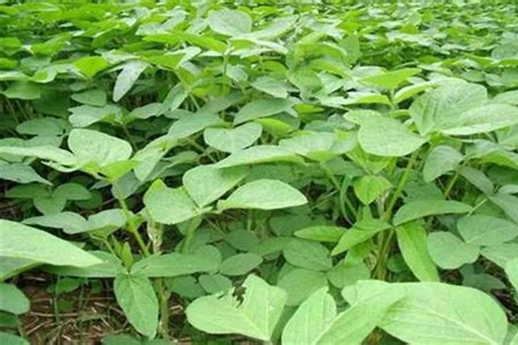 黄淮海夏玉米种植技术