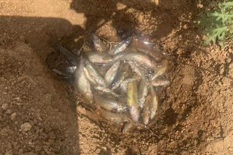 死鱼埋下花盆当肥行吗