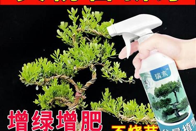 黄杨打什么药好