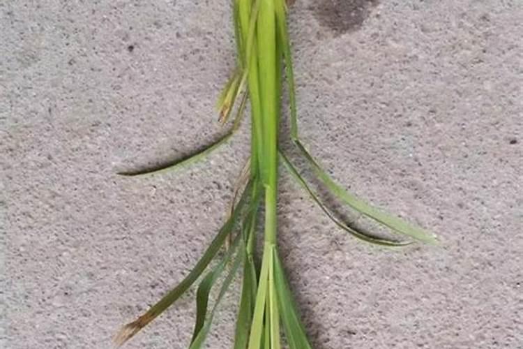 水稻缺肥或施肥过量时都有哪些症状？