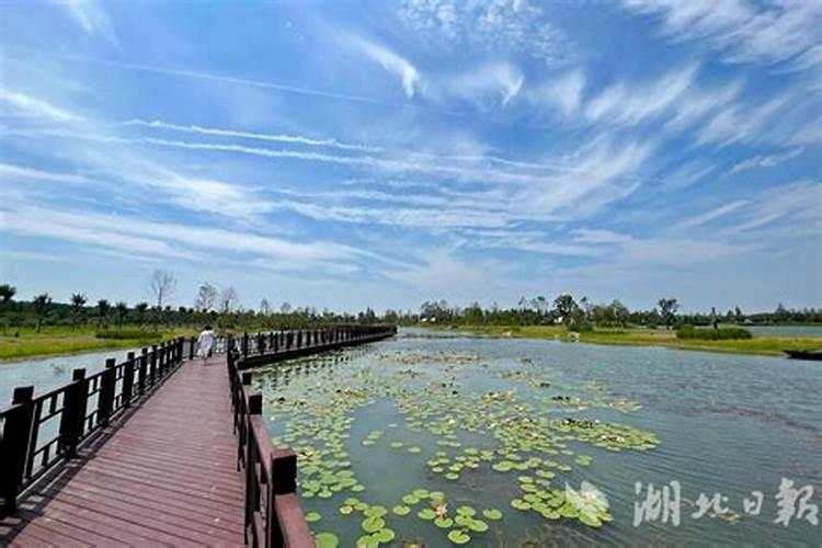 莲藕叶面肥有哪些