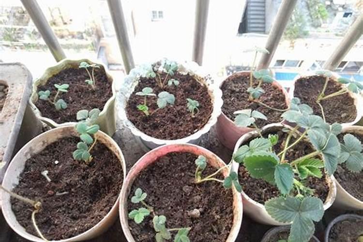 草莓要施什么肥料 硫酸钾46公斤