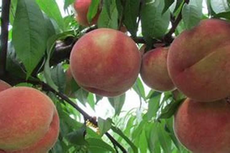 桃树谢花后打什么药