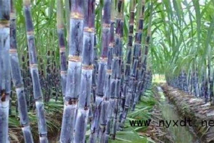 种果蔗用啥钾肥好啊？