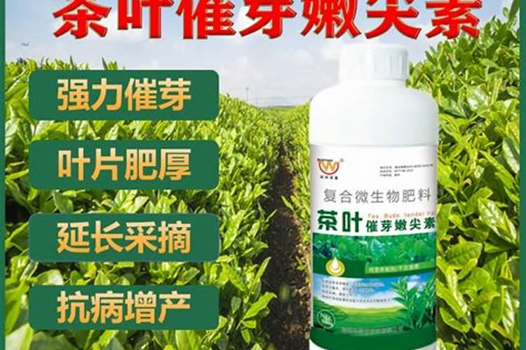 茶树催芽壮芽用什么药最快 茶树是乔木还是灌木