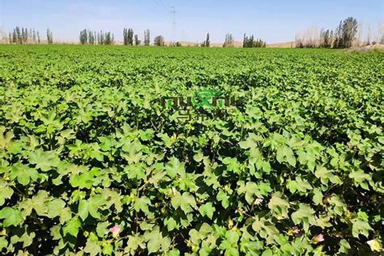 中国水溶肥的前十名 中国十大水溶肥排名