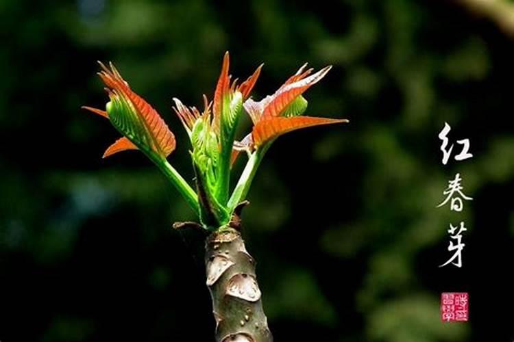 叶面施肥原理是什么,叶面施肥怎么施,施肥时机怎么选？