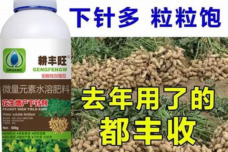 君子兰缺肥怎么判断