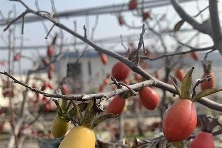 柑桔施肥方法注意事项 柑桔如何施肥