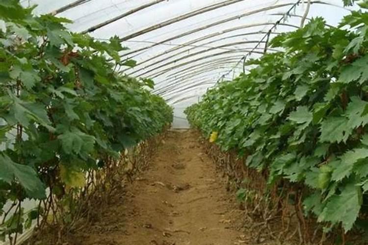 葡萄什么时候喷施叶面肥,喷什么肥,方法是什么