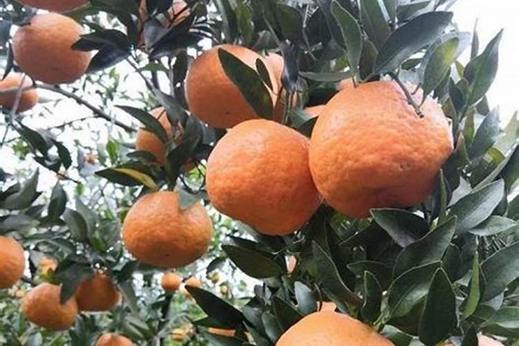 沃柑膨果期管理要点