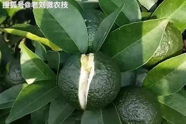 沃柑十月份该放什么肥料